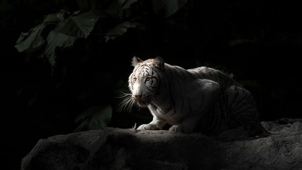 image of white bengal tiger